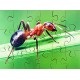 Mini Beasts Jigsaws