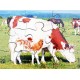 Farm Animal & Their Young Jigsaws