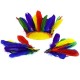 Quill Feathers Bag of 10 Assorted